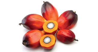 Palm Fruit SuperFood Ingredient