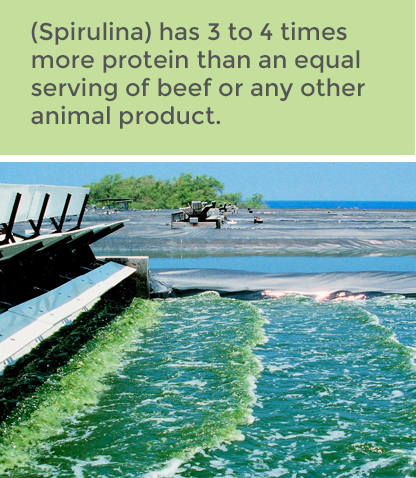spirulina has 3 to 4 times more protein